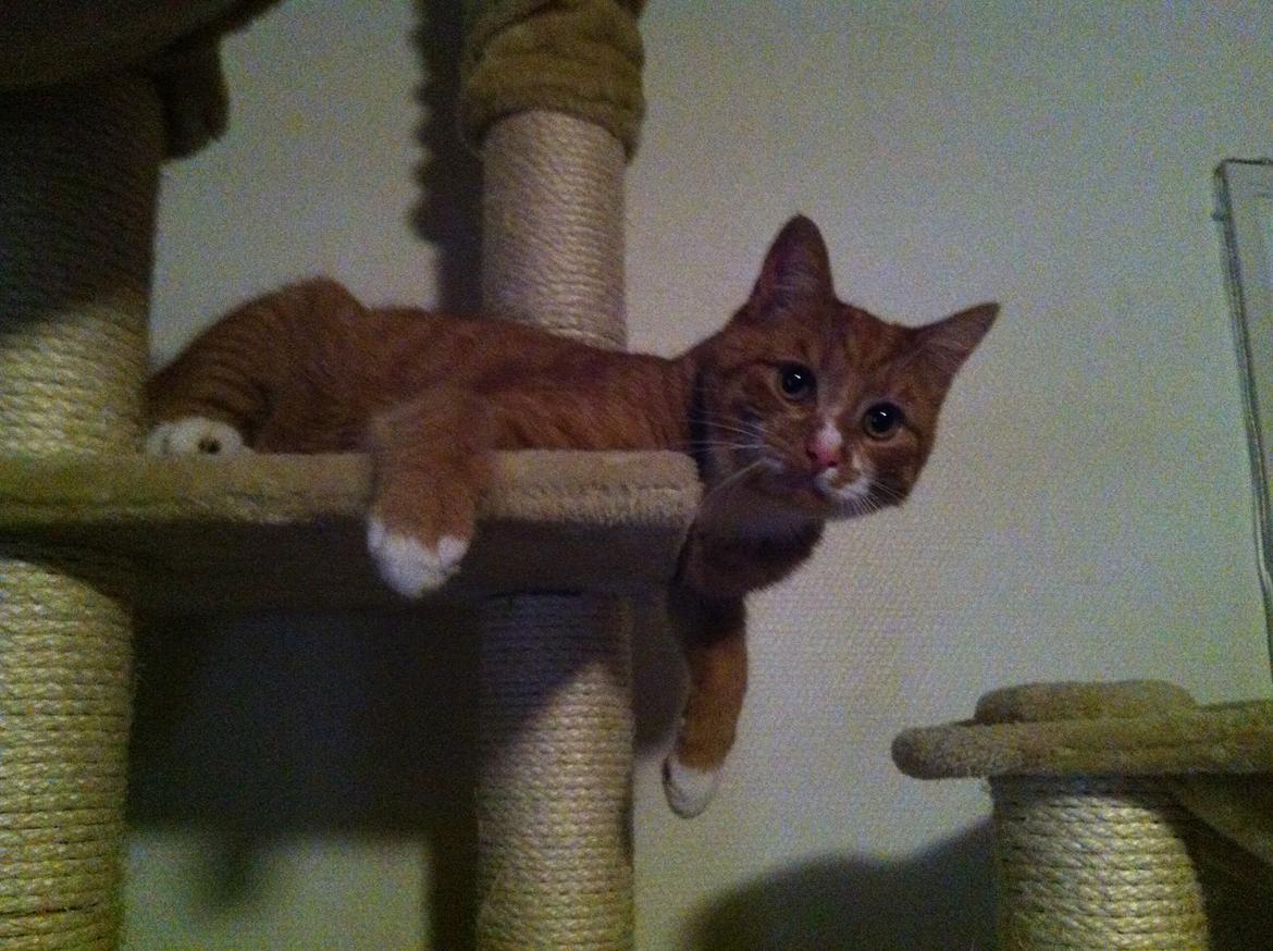 Huskat Garfield - 2013 billede 8