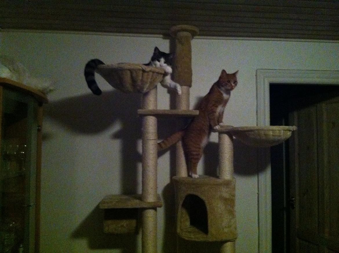 Huskat Garfield - 2013 billede 9