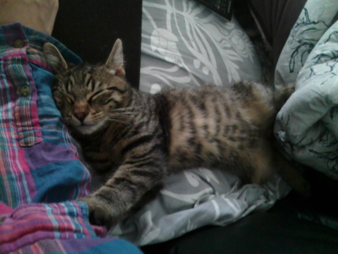 Huskat Zeus - Halvvejs oveni min mussemåtte. :-) Men det var nu så hyggeligt <3 billede 26