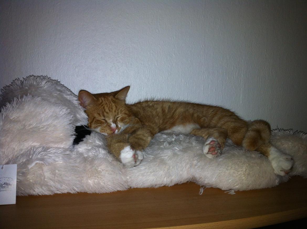 Huskat Garfield - 2013 billede 10