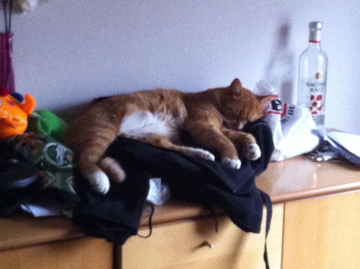 Huskat Garfield - 2013 billede 11