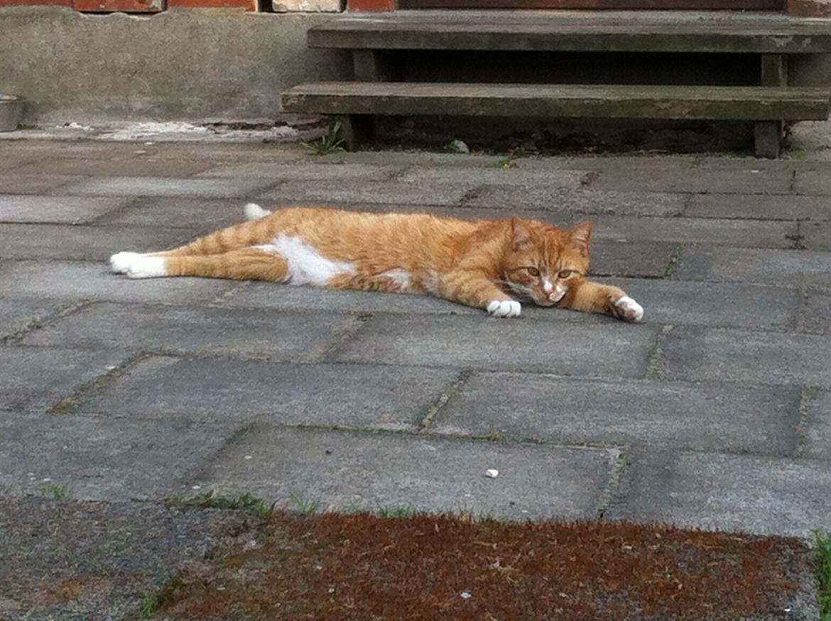 Huskat Garfield - 2013 billede 12