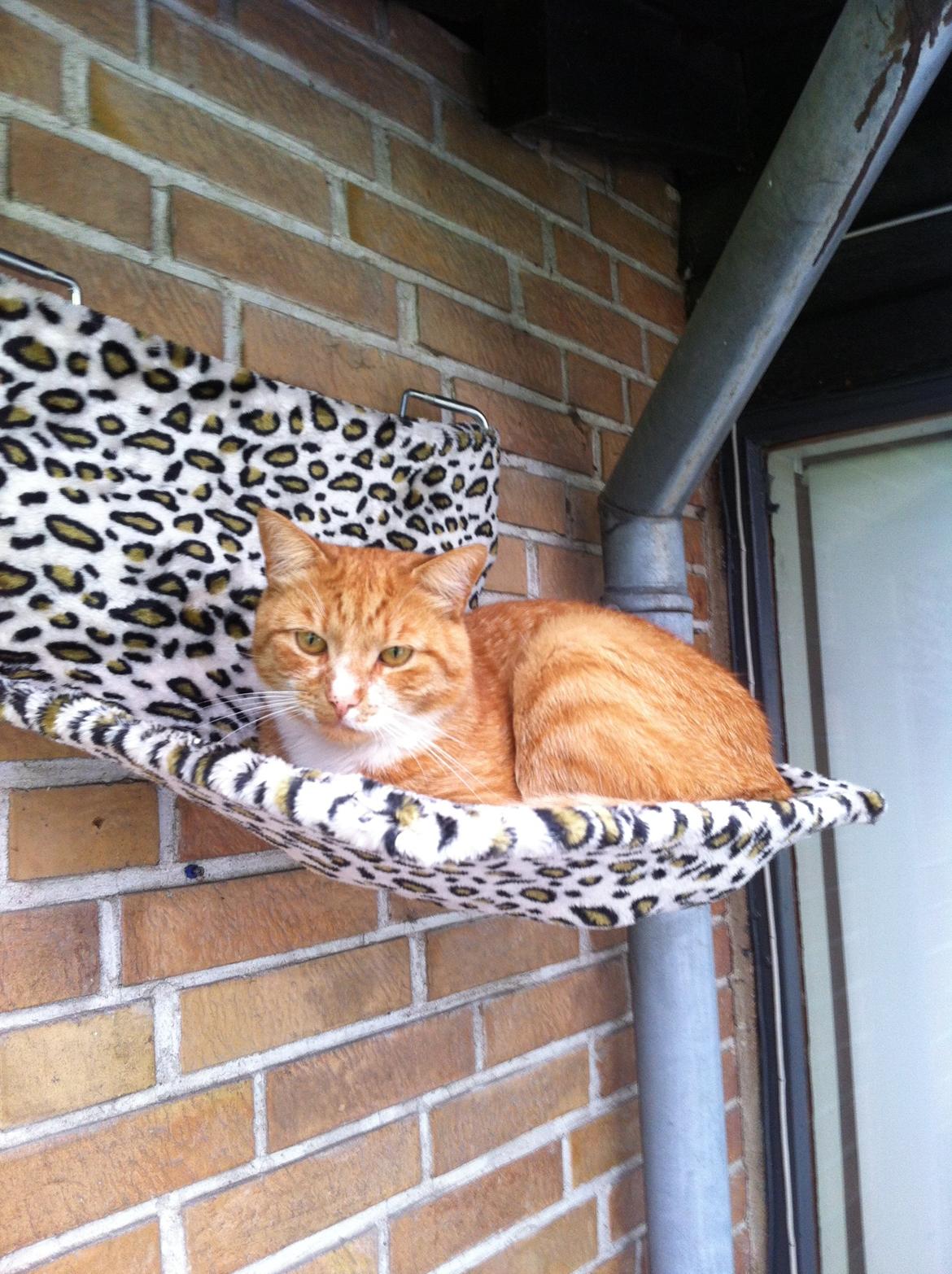 Huskat Garfield - 2013 billede 13