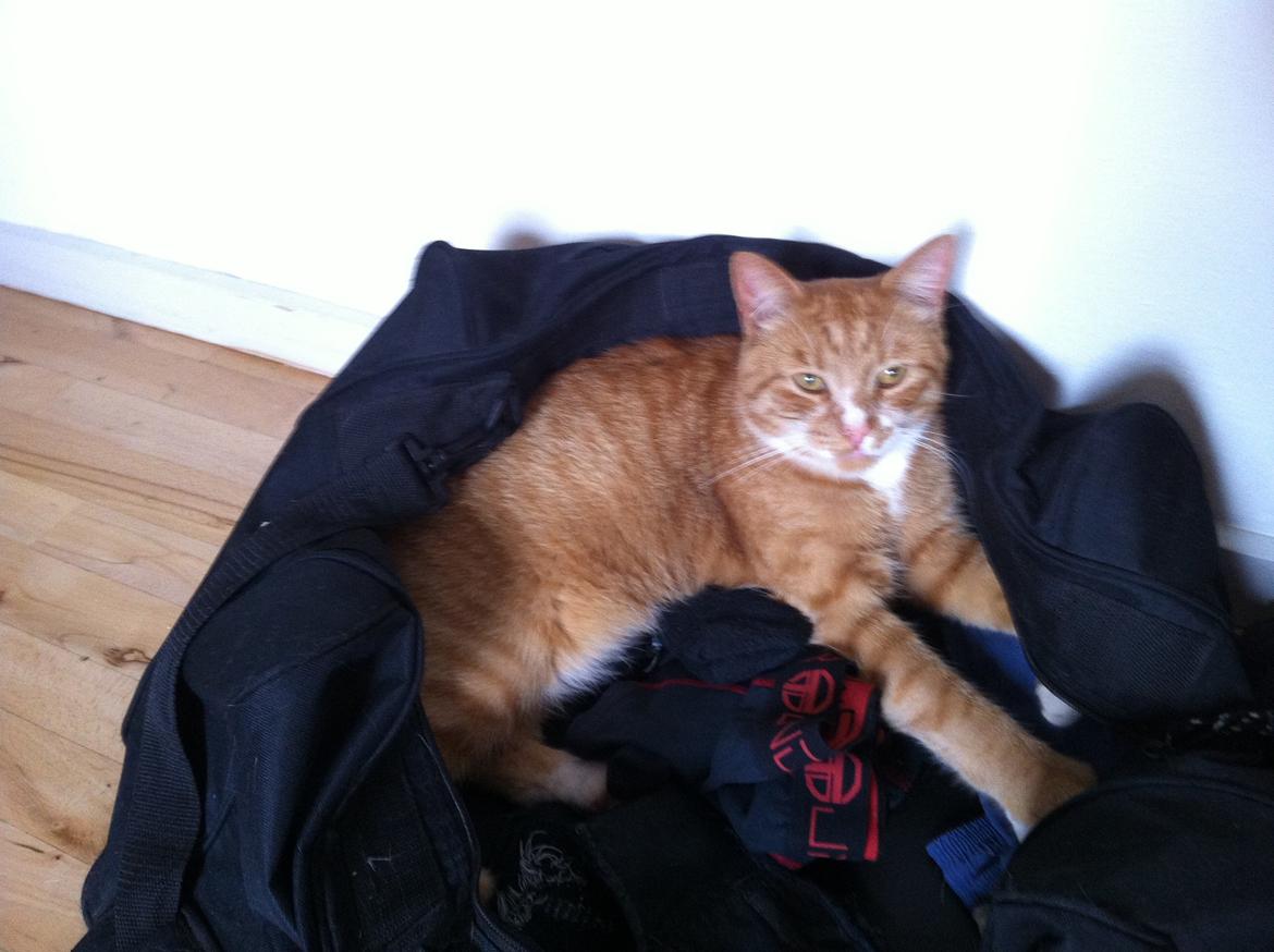 Huskat Garfield - 2013 billede 14