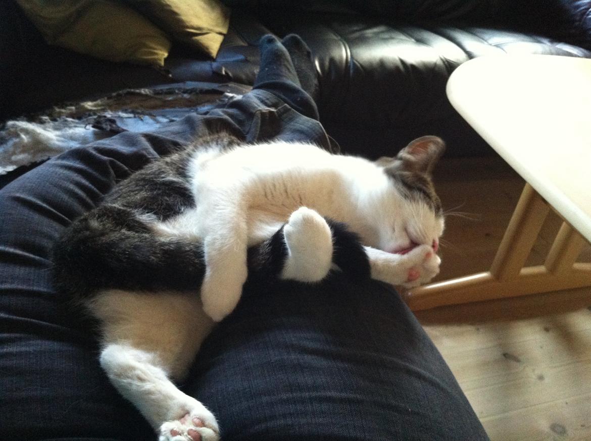 Huskat Fede - 2012 billede 6