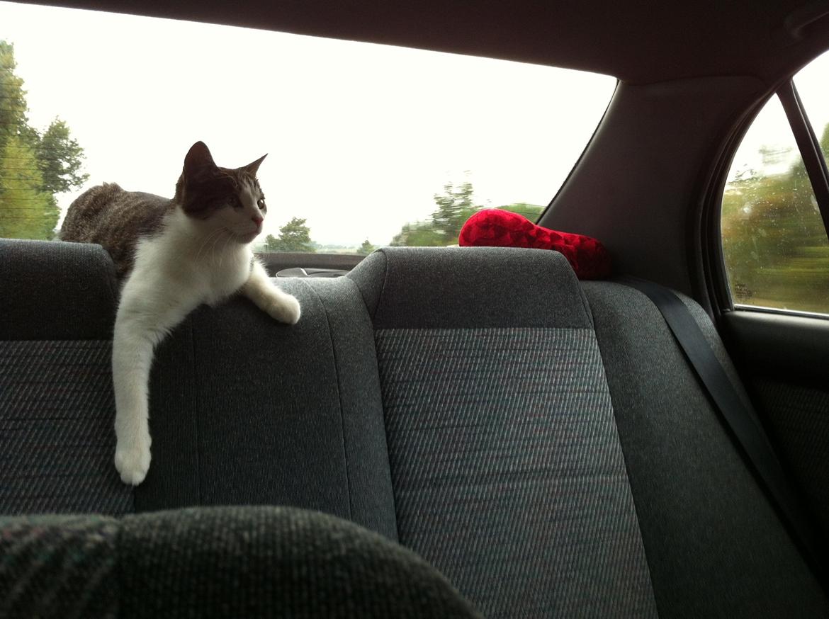 Huskat Fede - 2012 billede 7