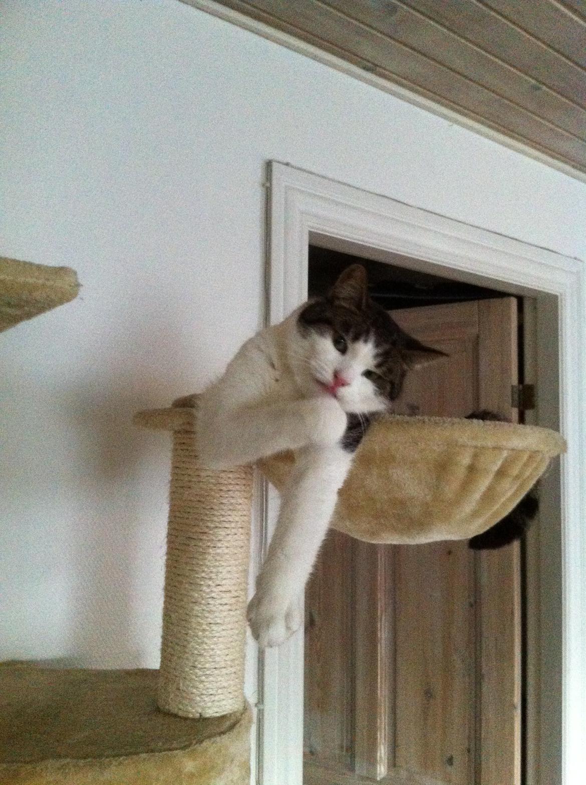 Huskat Fede - 2012 billede 8