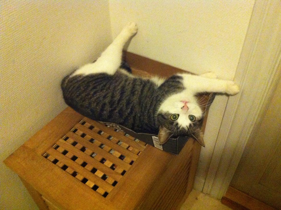 Huskat Fede - 2013 billede 9