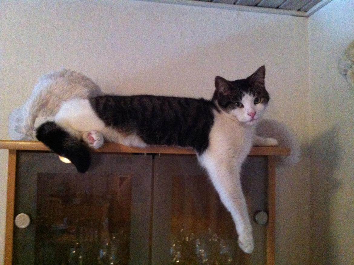 Huskat Fede - 2013 billede 10