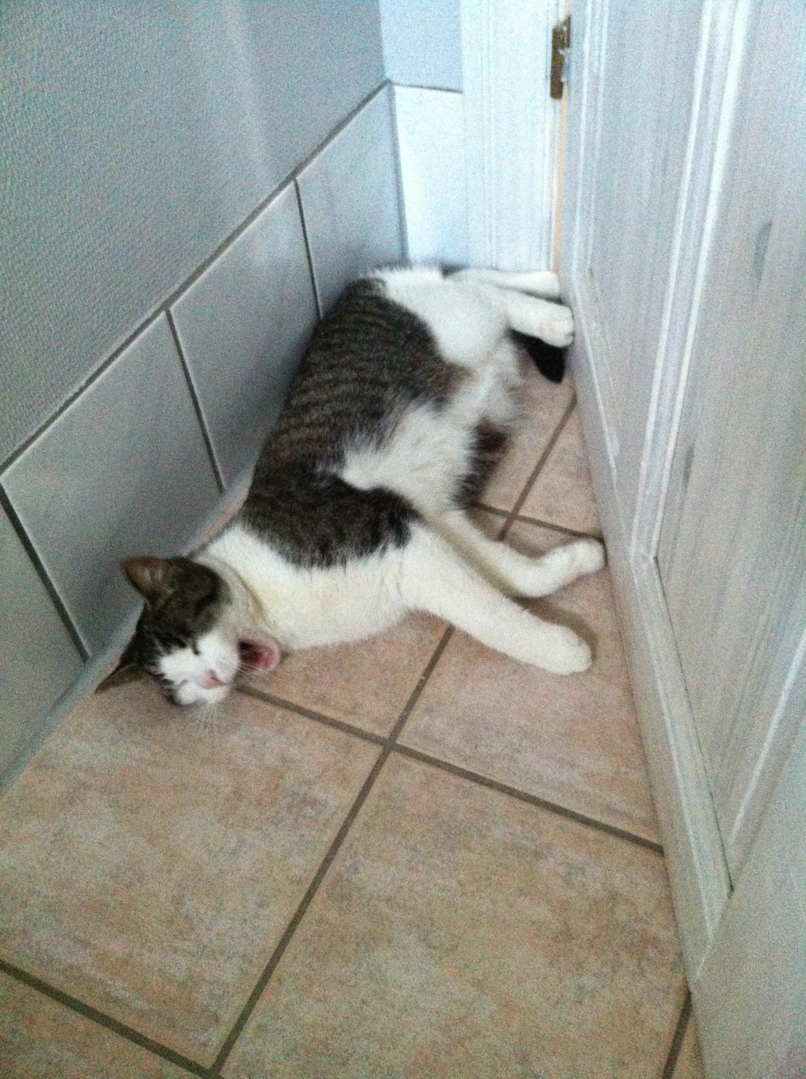 Huskat Fede - 2013 billede 11