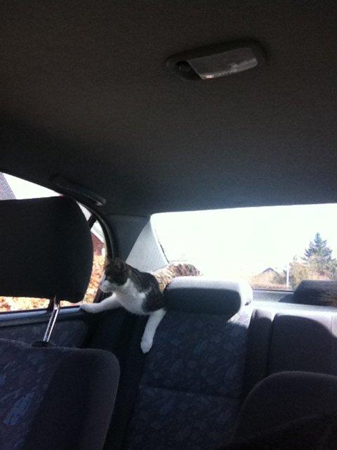 Huskat Fede - 2013
 billede 12