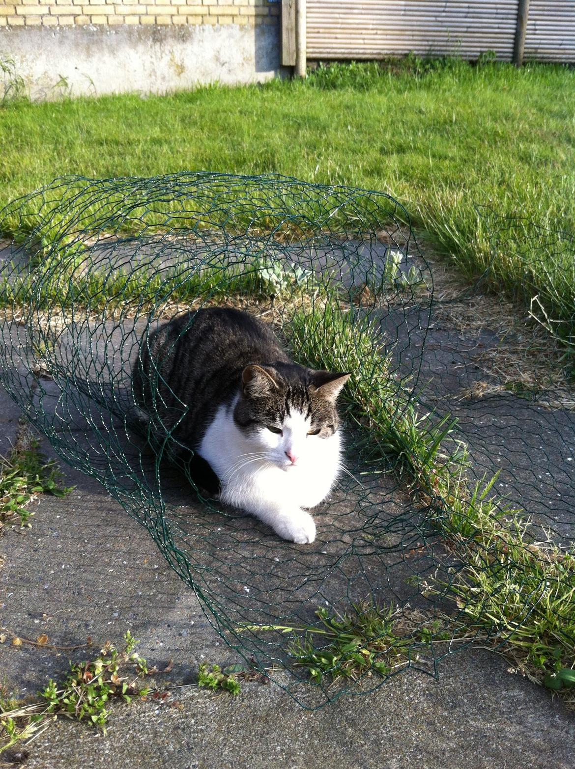 Huskat Fede - 2013 billede 13