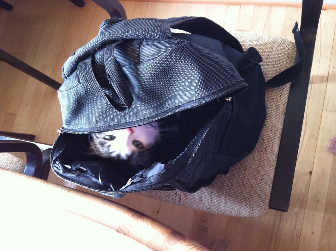 Huskat Fede - 2013 billede 14