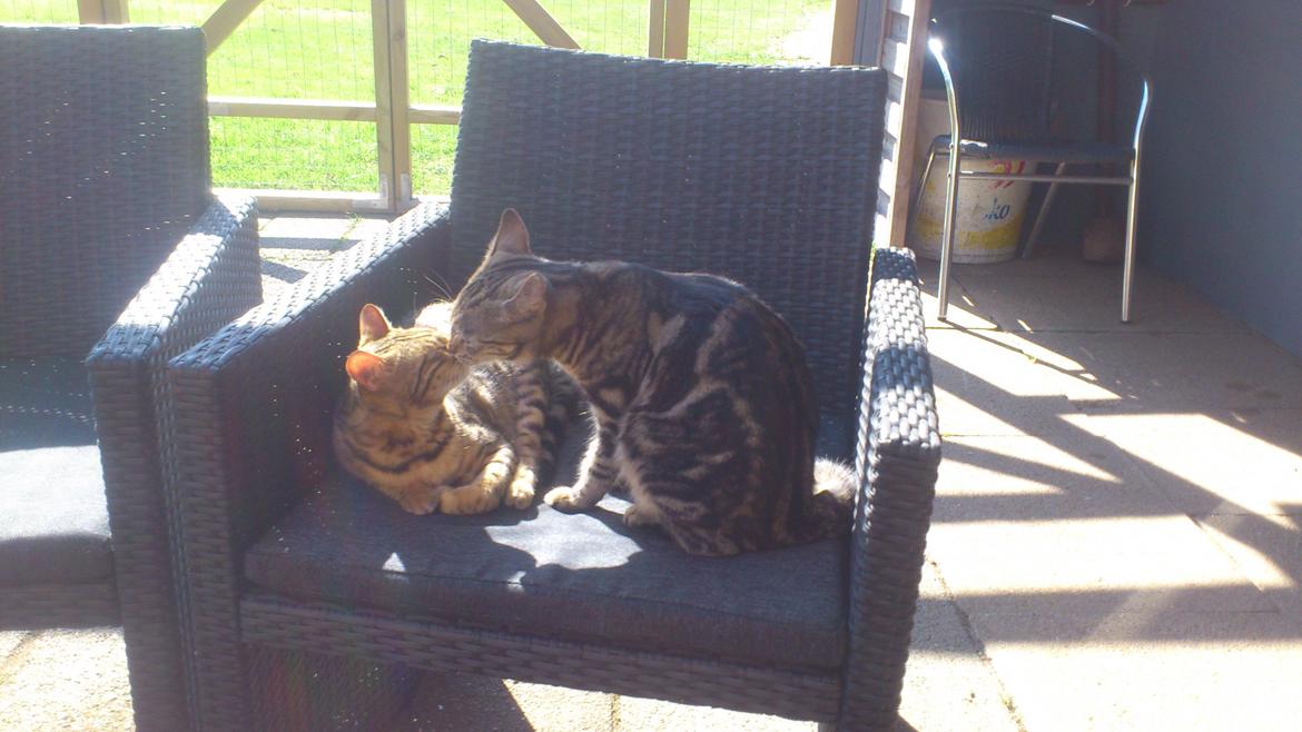 Blanding af racer Kenda billede 8