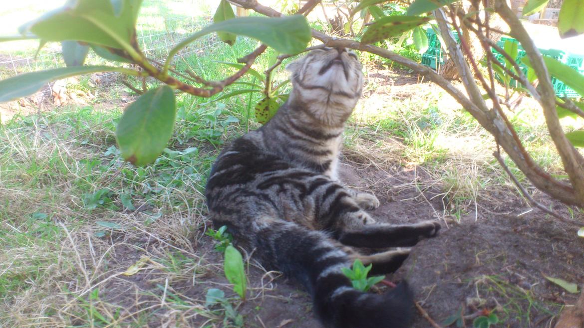 Blanding af racer Kenda billede 9