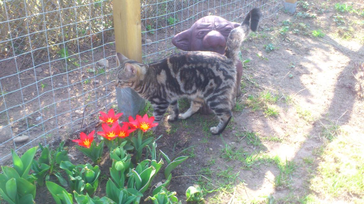 Blanding af racer Kenda billede 10