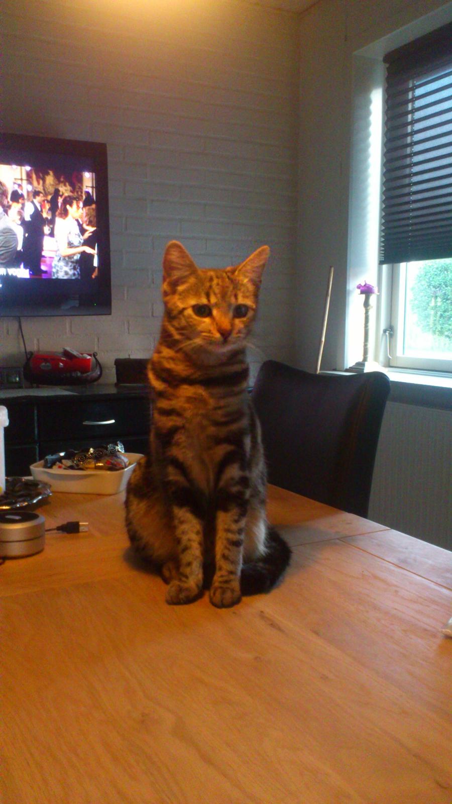 Blanding af racer Kenda billede 11