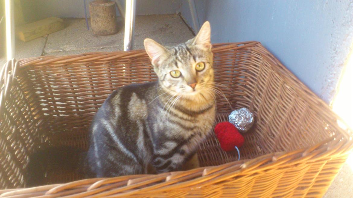 Blanding af racer Kenda billede 12