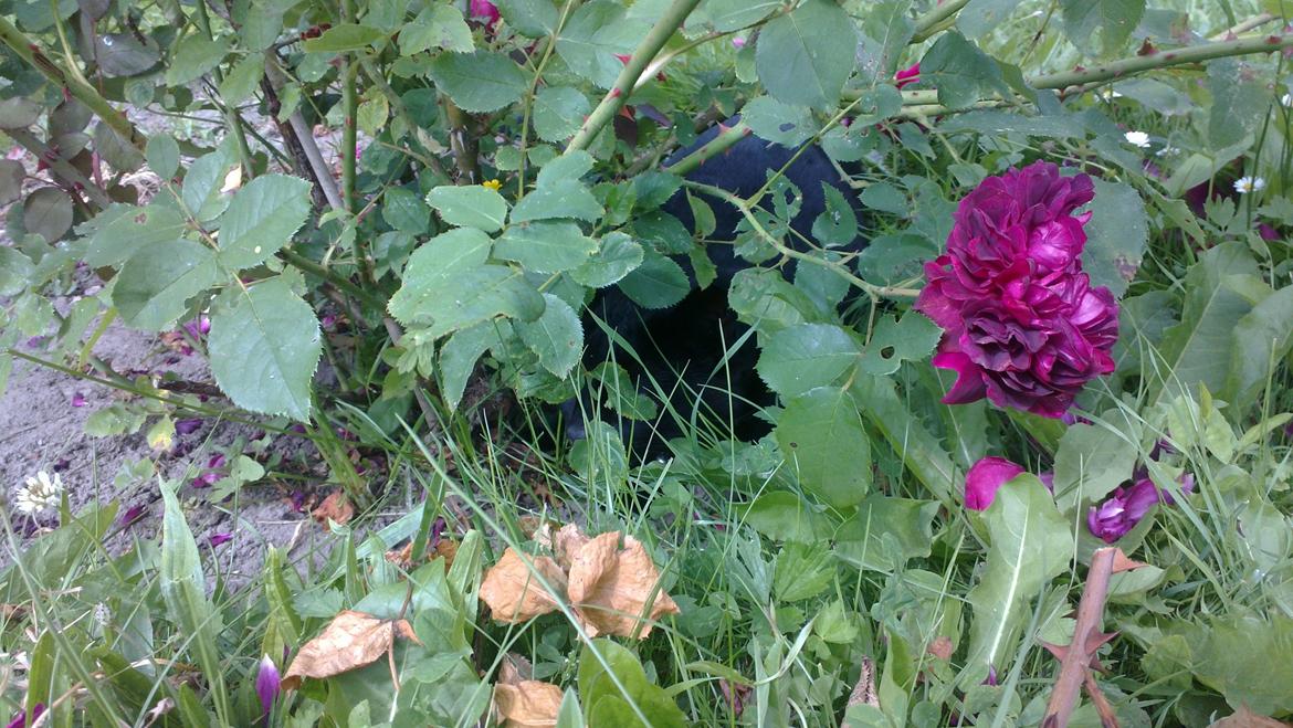 Huskat black jack ( hr jacks) - jack gemmer sig i rosen billede 15