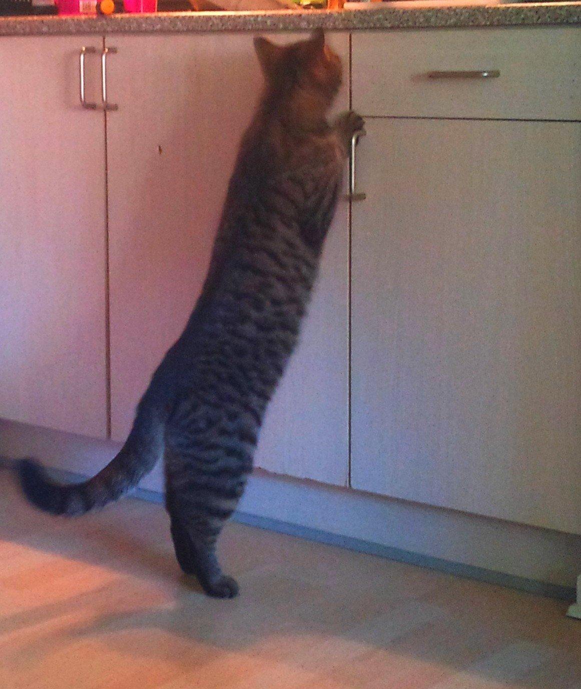 Huskat Zeus - Der sidder en flue på køkkenbordet -.-  billede 2