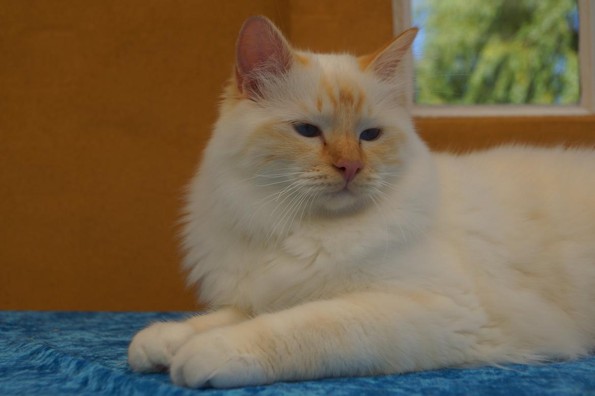 Hellig Birma Pifuni´s Harry billede 21