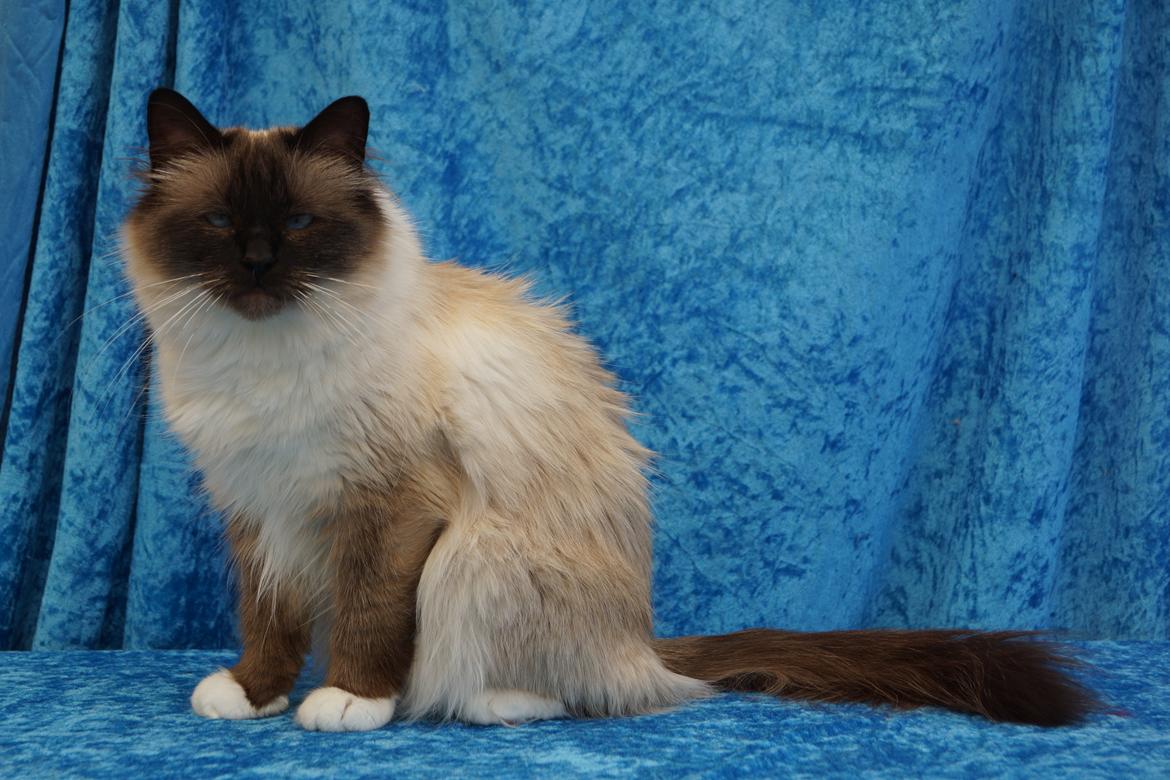 Hellig Birma Pifuni´s Emily billede 17