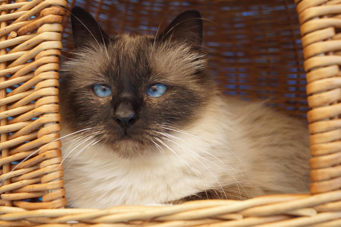 Hellig Birma Pifuni´s Emily billede 24