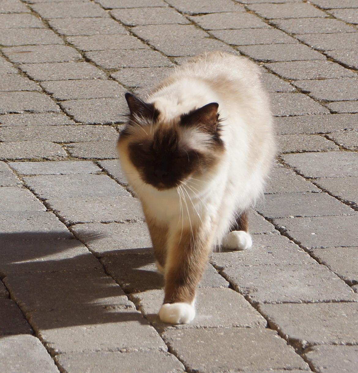 Hellig Birma Pifuni´s Brandy billede 14