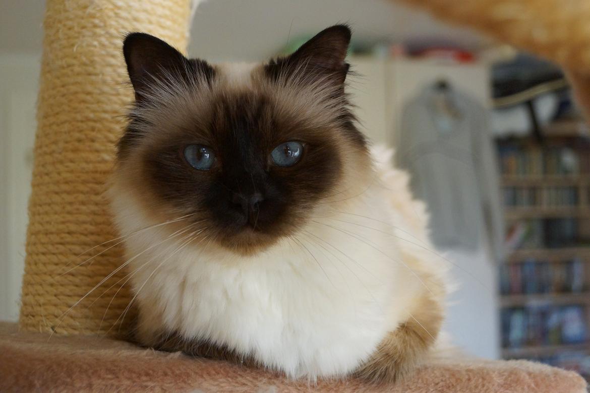 Hellig Birma Pifuni´s Brandy billede 9