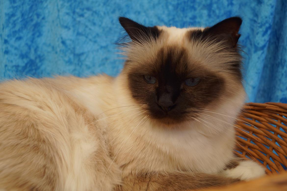 Hellig Birma Pifuni´s Brandy billede 12