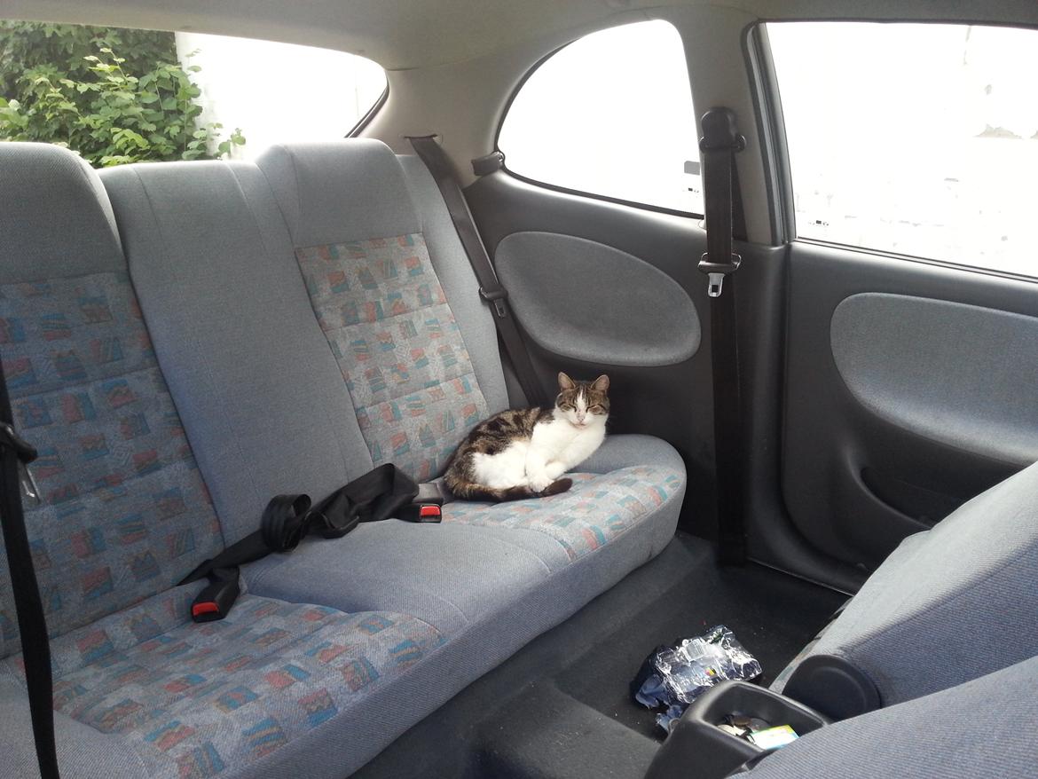 Huskat Lilje - vi hygger lige i fred og ro i bilen.  billede 8