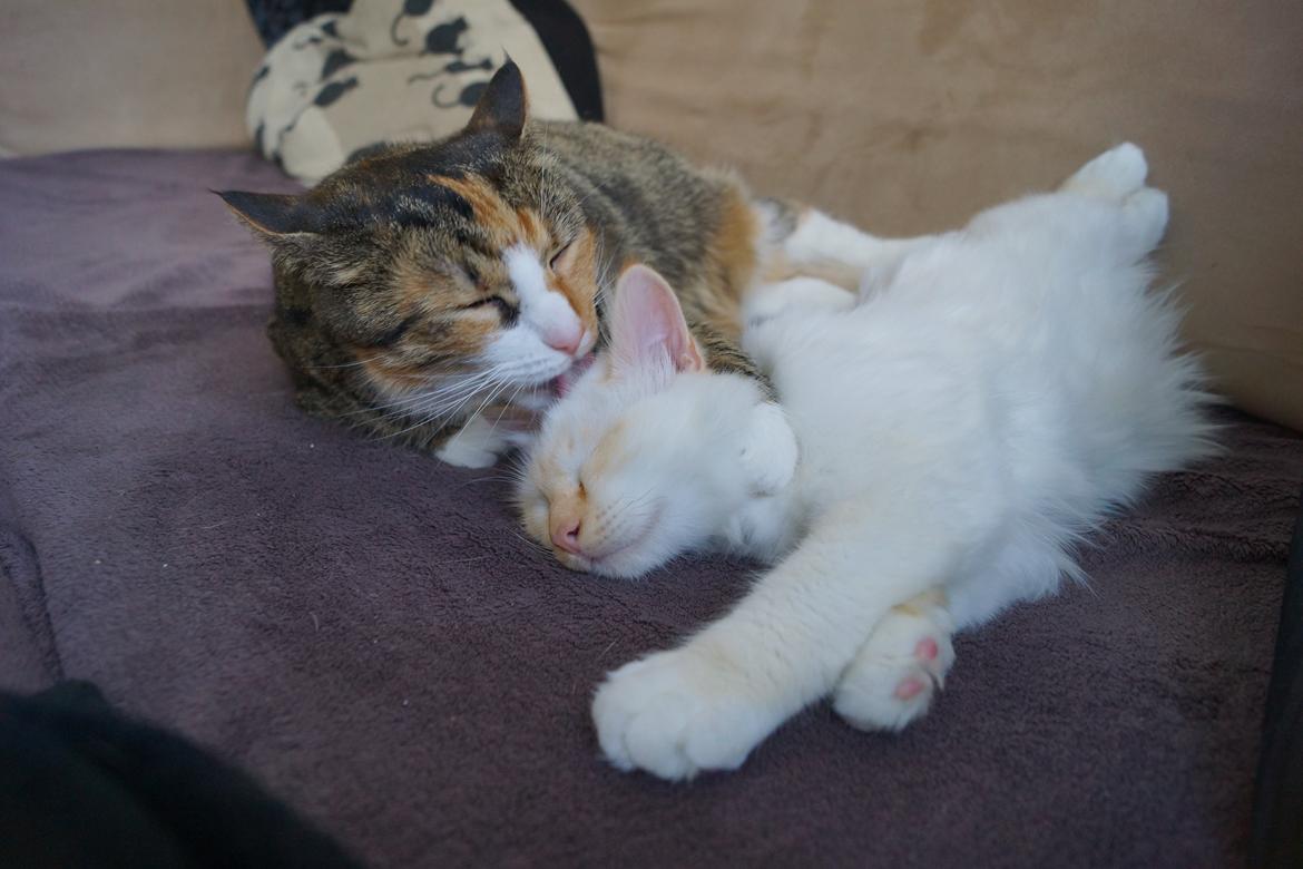 Huskat Sille billede 5