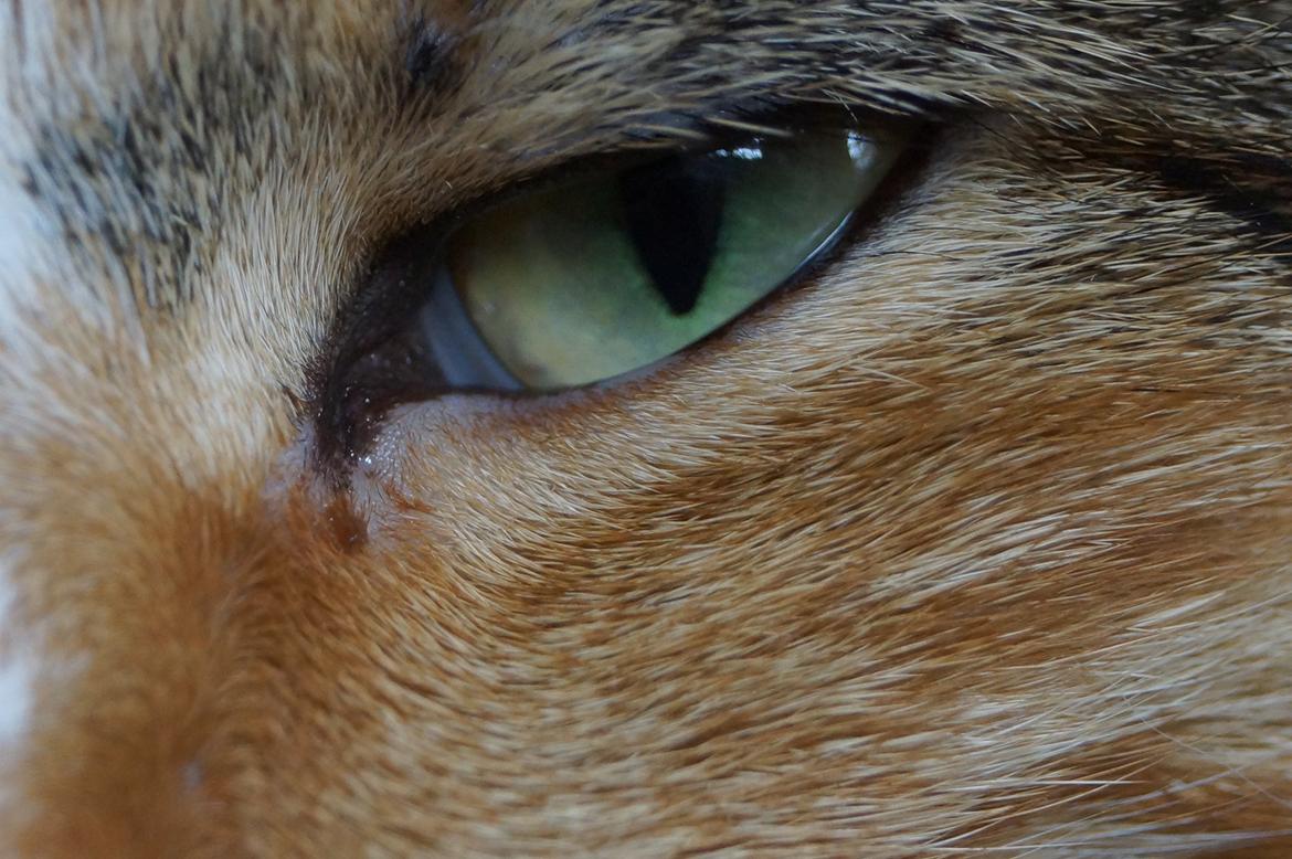 Huskat Sille billede 3