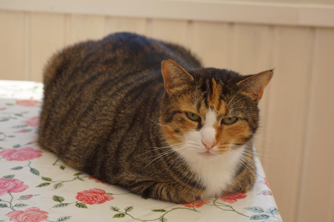 Huskat Sille billede 2