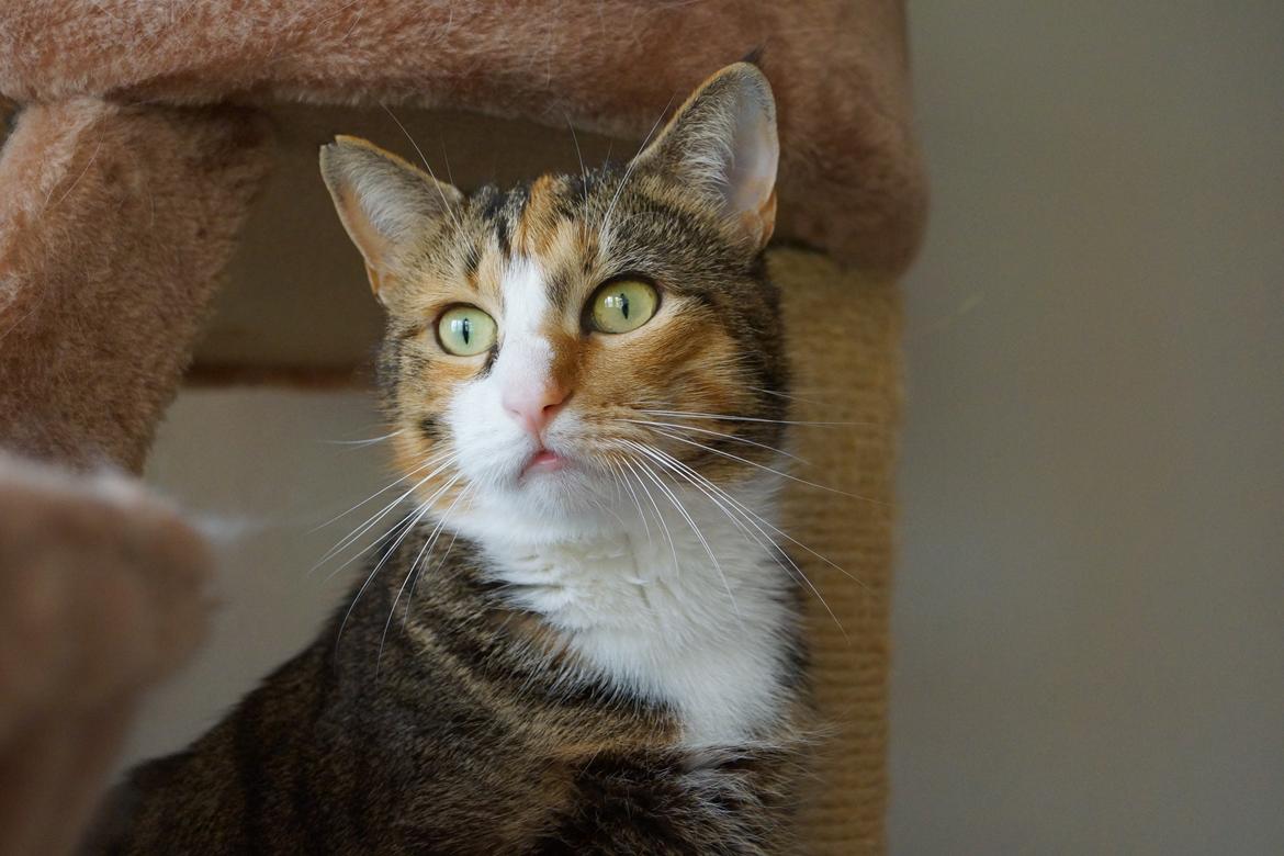 Huskat Sille billede 4