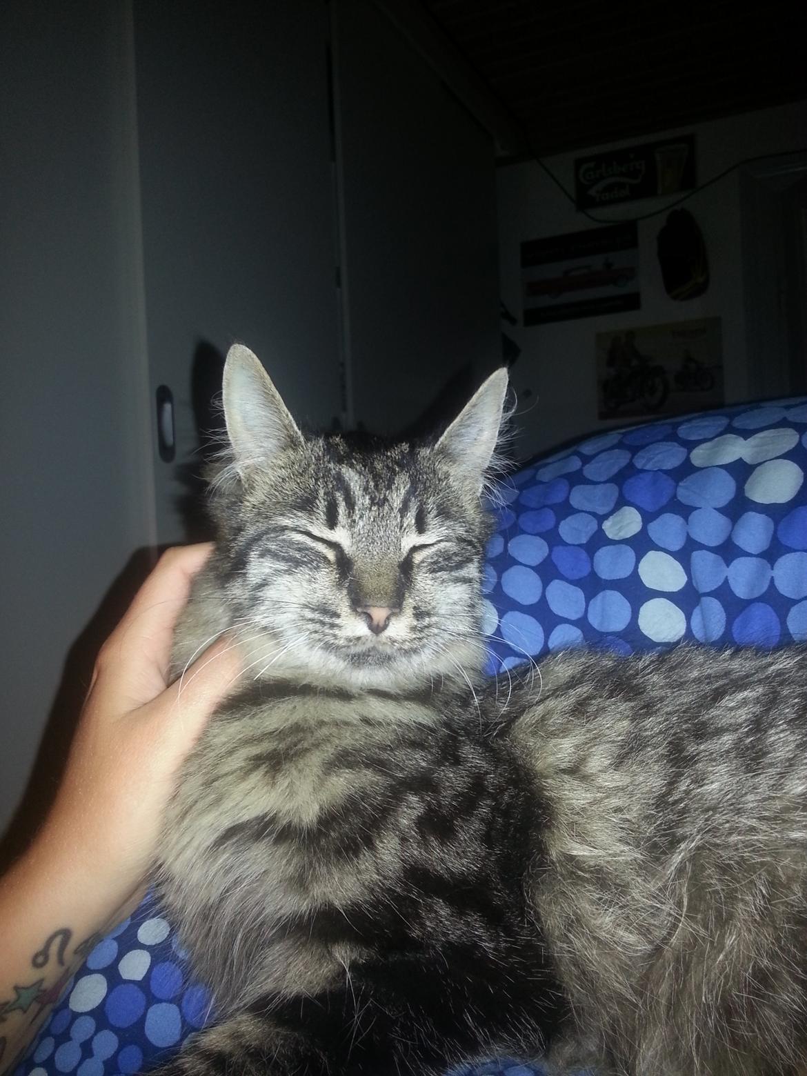 Blanding af racer Sofus billede 6