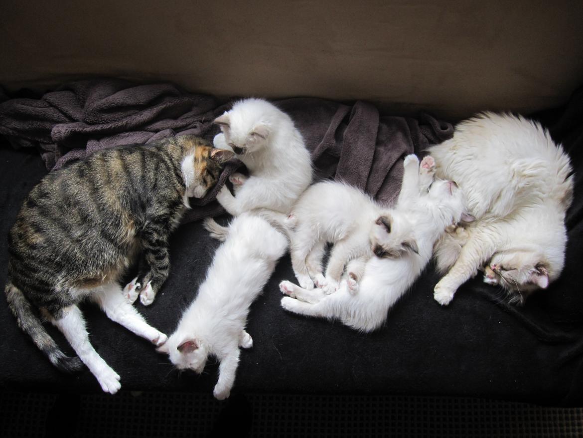 Huskat Sille billede 6