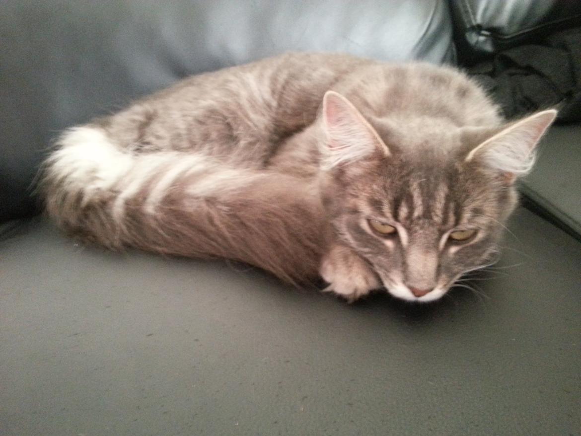 Blanding af racer Ludvig - Stop nu med alle de billeder, jeg sover...  billede 7