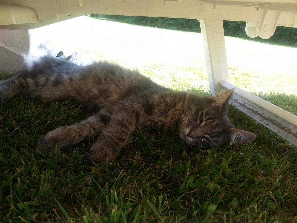 Blanding af racer Ludvig - Slapper af i skyggen under solsengen. billede 8