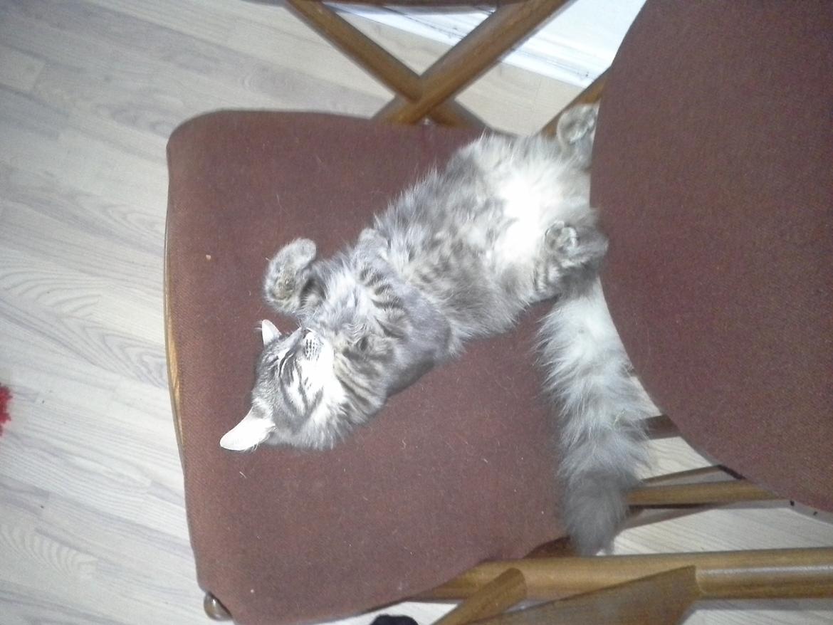 Blanding af racer Ludvig - så lykkedes det endelig at få et billede hvor han ligger i sin ynglings gyngestol..  billede 9