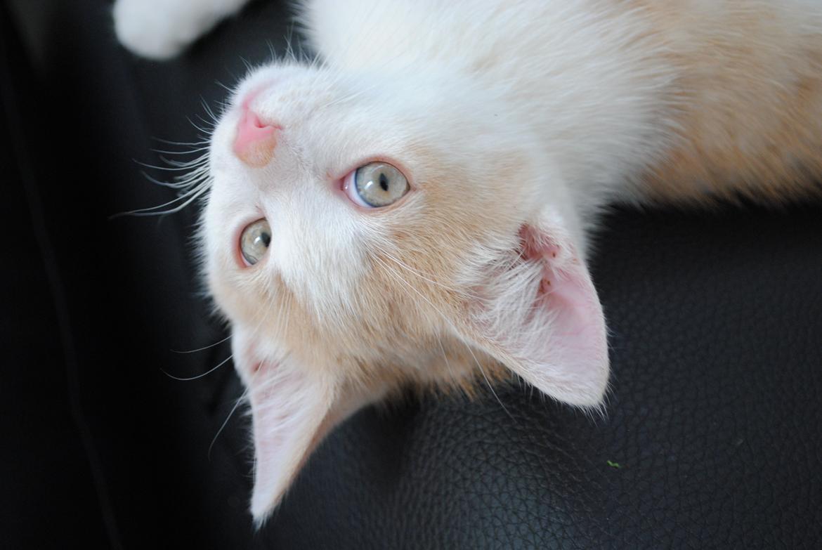 Blanding af racer Felix - 11 uger, lillemanden billede 1