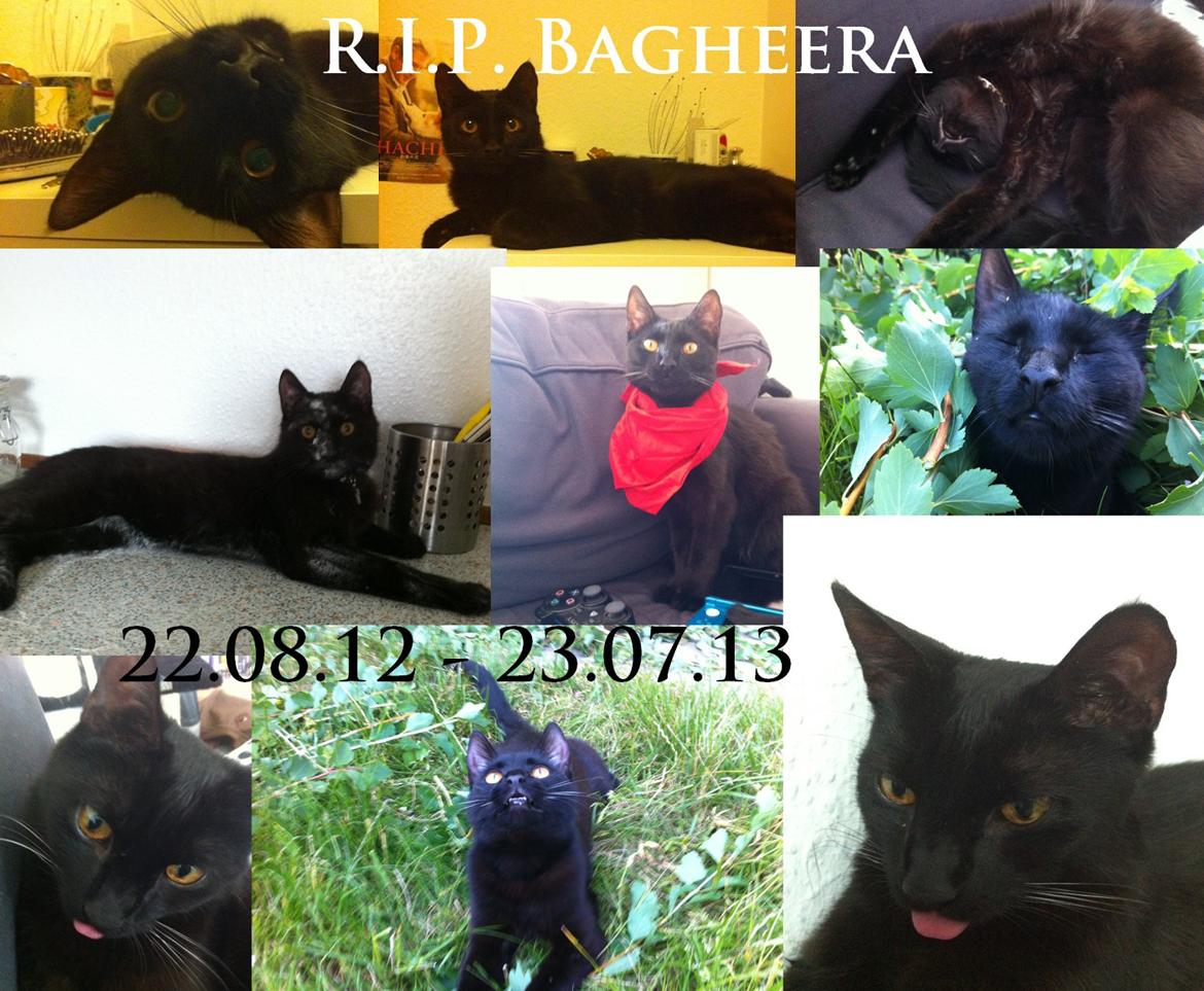 Huskat Bagheera billede 1