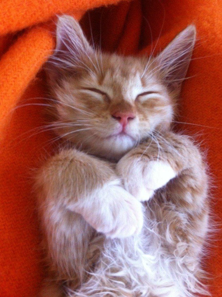 Blanding af racer Jesse billede 2