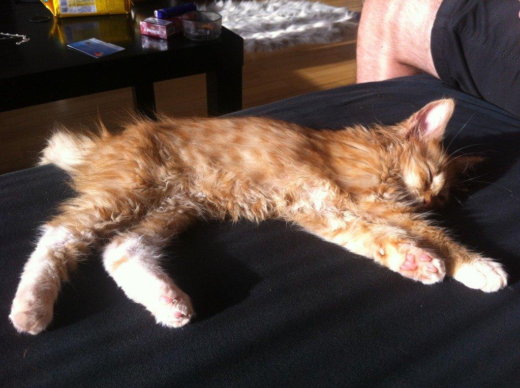 Blanding af racer Jesse billede 4