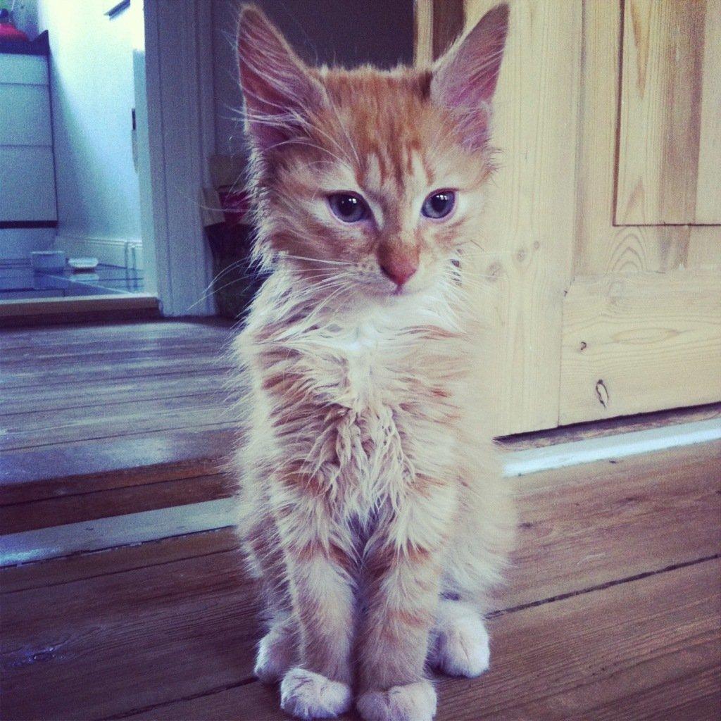 Blanding af racer Jesse billede 5