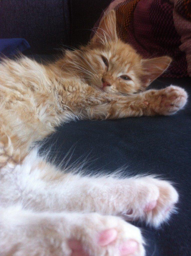 Blanding af racer Jesse billede 6