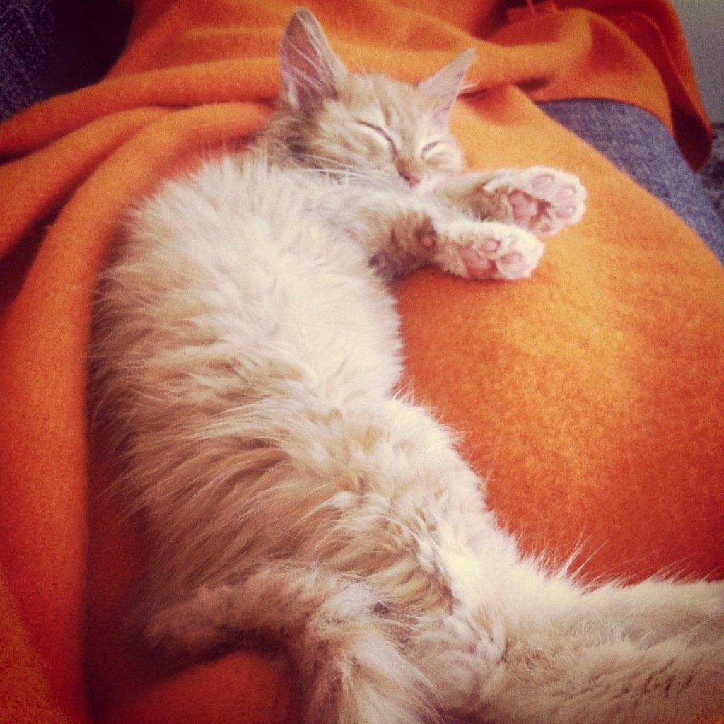 Blanding af racer Jesse billede 7