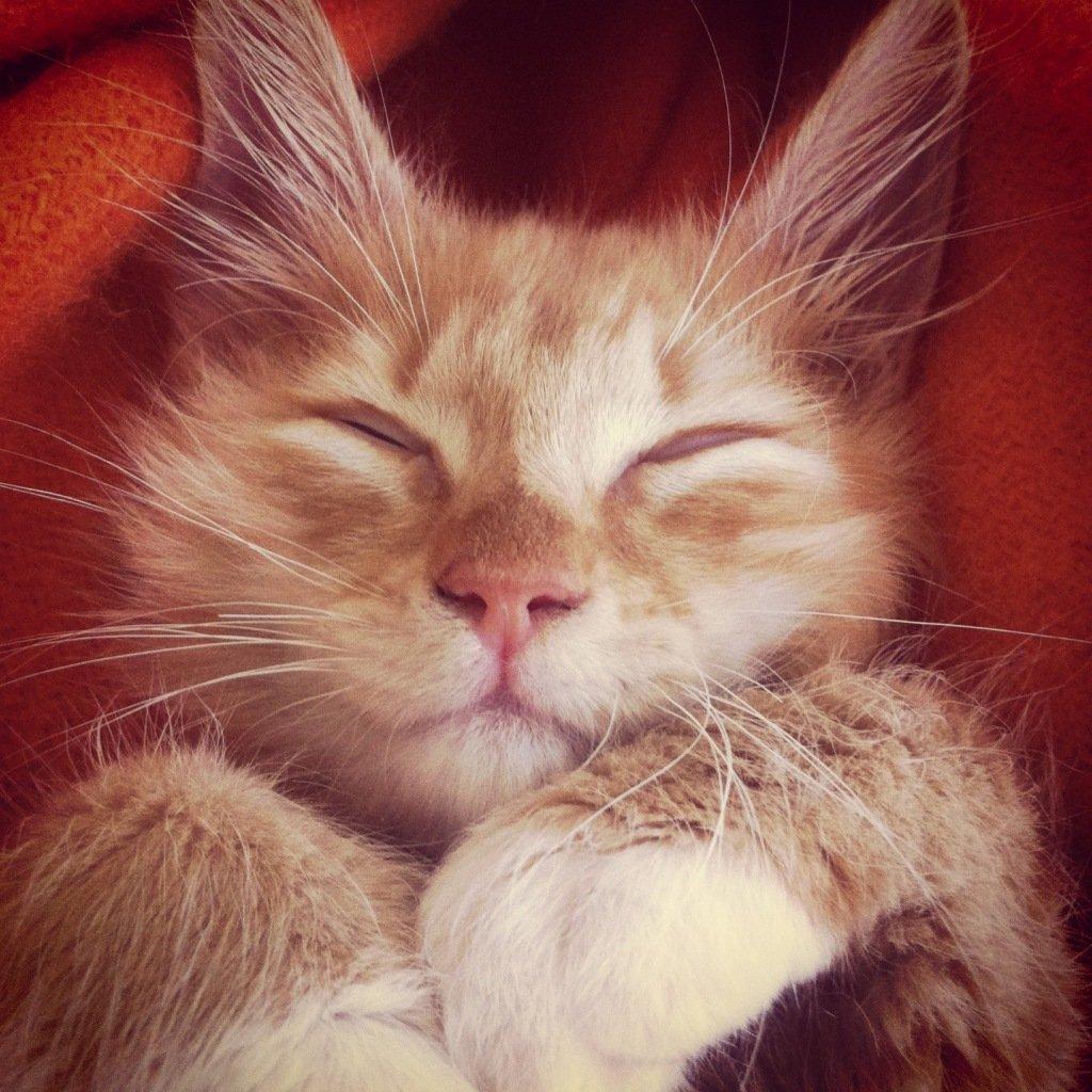 Blanding af racer Jesse billede 1