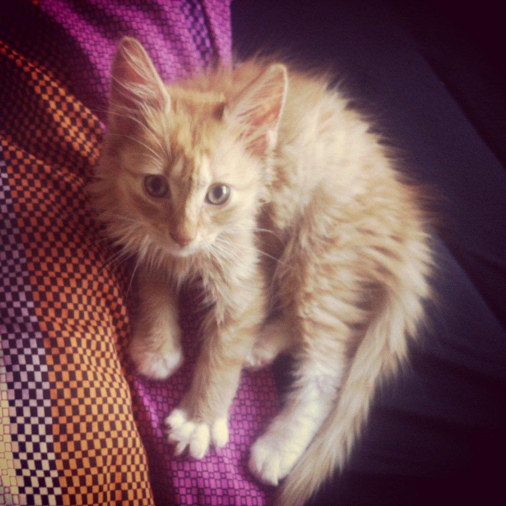 Blanding af racer Jesse billede 8