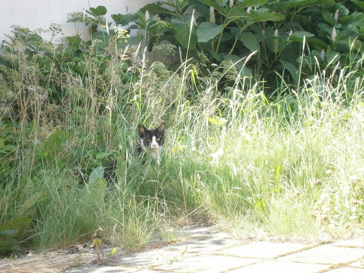 Blanding af racer Diego<3 billede 14